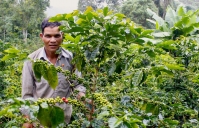 Thời khắc để “đổi mới ngành cà phê”