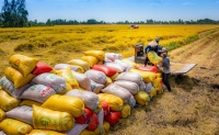 Gạo khan hiếm và cơ hội của Việt Nam