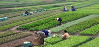 Hộ nghèo được hỗ trợ tới 90% phí bảo hiểm nông nghiệp