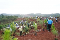 Gần 60.000 người tham gia trồng cây, trồng rừng: Vì một Đắk Nông xanh