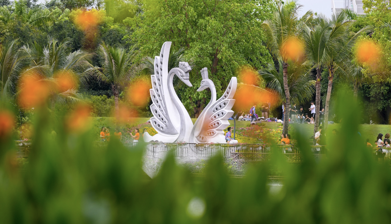 Cặp thiên nga chúc mỏ vào nhau- Biểu tượng tình yêu thủy chung tại công viên Hồ Thiên nga