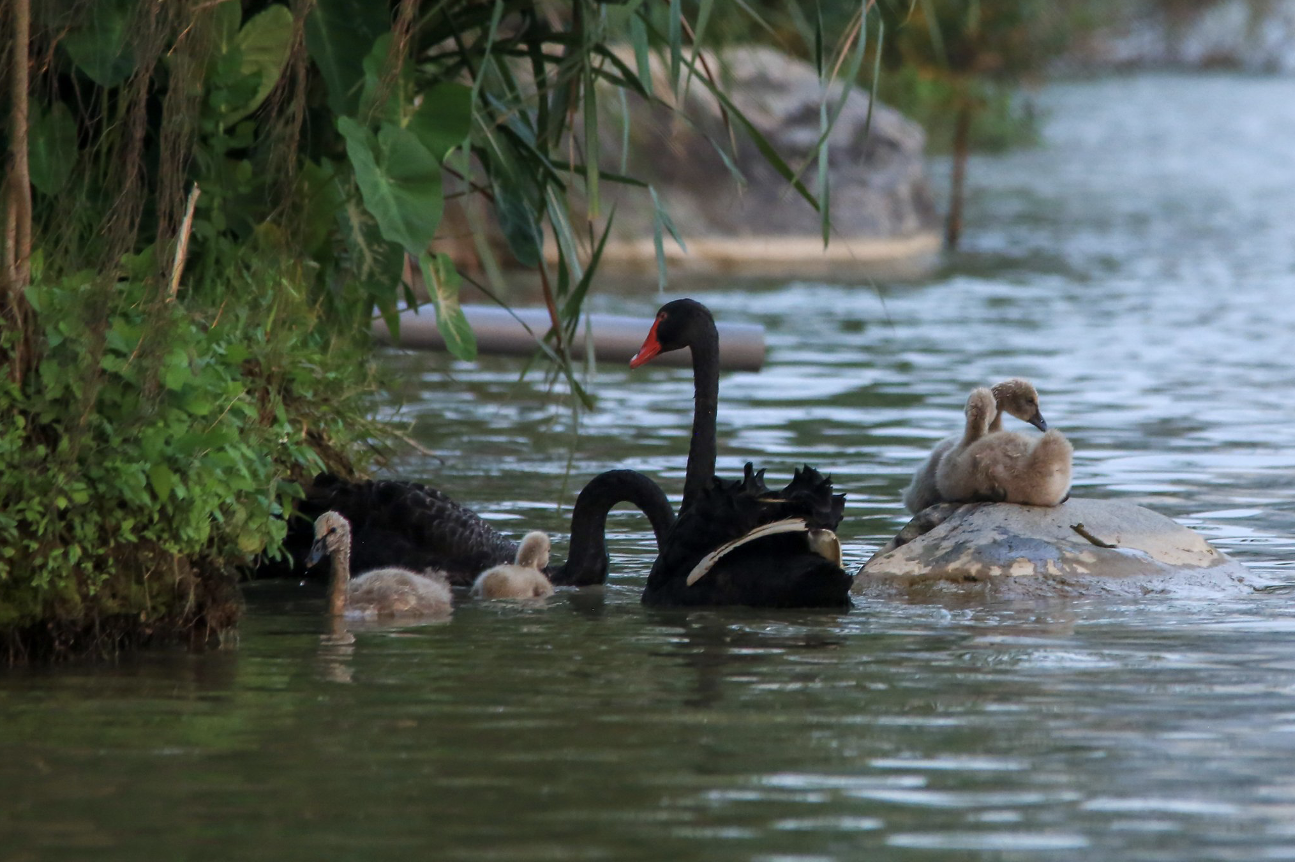 Một gia đình thiên nga khác bơi lội tại Hồ Thiên nga, KĐT Ecopark