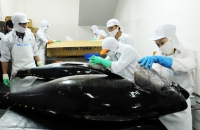 Chiến tranh thương mại Mỹ - Trung: Cơ hội của cá ngừ Việt