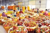 Xuất khẩu rau quả: Khó khăn bủa vây