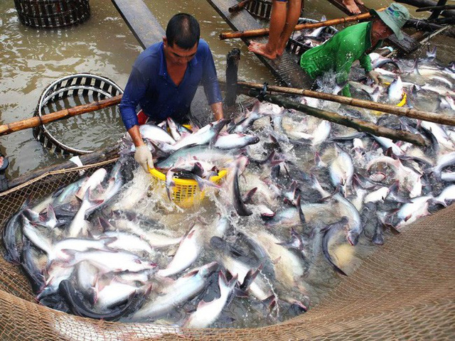 Trong 20 năm qua, có thể nói cá tra là loại thủy sản độc quyền của Việt Nam trong cả nuôi lẫn chế biến, xuất khẩu