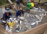 Xuất khẩu cá tra mất “độc quyền”: Áp lực hay động lực