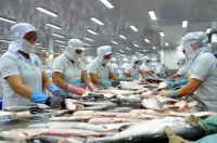 Cá da trơn Việt đón tin vui từ thị trường Mỹ
