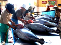 Cá ngừ Việt "rộng cửa" sang Trung Đông
