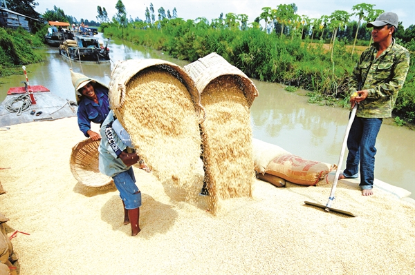 Bên cạnh các thị trường truyền thống, gạo Việt Nam đã từng bước thâm nhập vào các thị trường khó tính như: EU, Hàn Quốc, Nhật Bản, Hoa Kỳ…