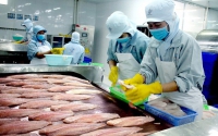 Khoảng tối của ngành cá tra Việt