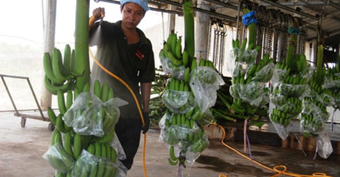 Ngày nay, cây chuối được ông Huy trồng VietGap, có mã vùng trồng, mã xuất khẩu, tiếp tục sẽ làm GlobalGAP.