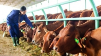 Bầu Đức vẫn loay hoay đi tìm tăng trưởng từ chăn nuôi bò