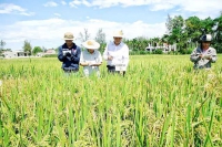 Ngân hàng ưu đãi lãi suất cho vay sản xuất lúa gạo