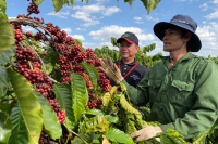 Sáng kiến tiết kiệm nguồn nước cho cây cà phê nhìn từ Nestlé Việt Nam