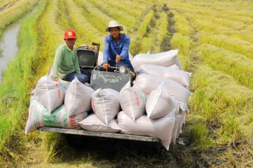 Cổ phiếu lúa gạo nổi sóng do lo ngại chiến sự Nga - Ukraine | DIỄN ĐÀN TÀI CHÍNH