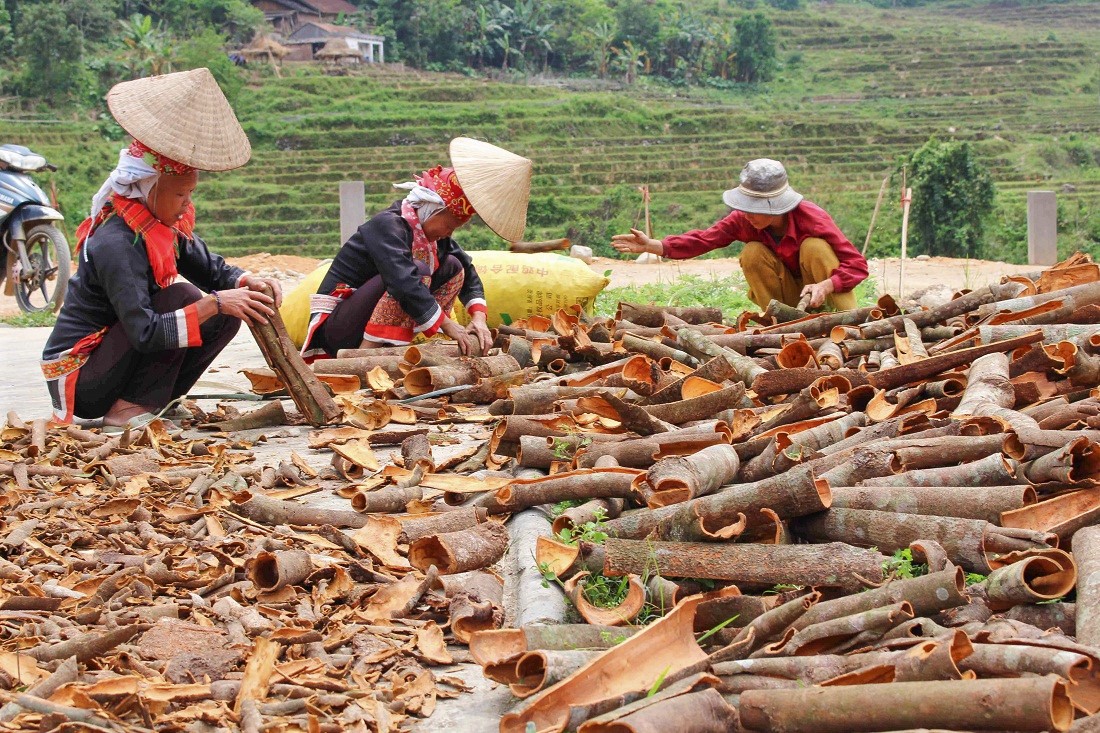 Cây quế là một trong những loại cây trồng mang lại giá trị kinh tế cao cho người dân huyện Đầm Hà.