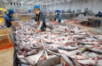 Mỹ áp thuế chống bán phá giá cao gấp 10 lần với cá tra Việt Nam