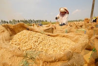 "Rộng cửa" cho xuất khẩu gạo