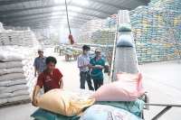 Doanh nghiệp xuất khẩu gạo phải bơi ra khỏi "bể cá cảnh"