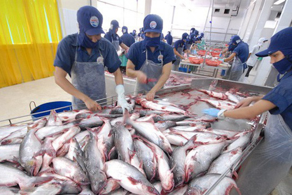 năm 2018, xuất khẩu cá tra đạt được thành tích kỷ lục với con số 2,26 tỷ USD, tăng 26,4% so với cùng kỳ năm 2017.