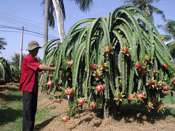 Thủ phủ thanh long Việt đang còn khoảng 40.000 tấn dưa đã thu hoạch chưa thể bán và 100.000 tấn trái sắp thu hoạch. 