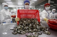 “Thủ phủ tôm” Trung Quốc ngừng nhập khẩu thủy sản: Gián đoạn chuỗi cung ứng trong khu vực