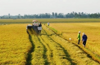 Phát triển ĐBSCL thành trung tâm kinh tế nông nghiệp bền vững