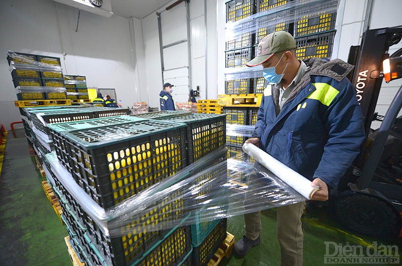 Nông sản được sơ chế và đóng gói tại trung tâm Hạnh Nguyên Logistics.