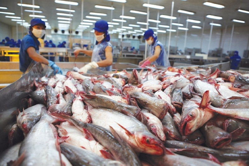 nhiều doanh nghiệp xuất khẩu cá tra đang hoang mang khi xuất khẩu sang Trung Quốc vì quy định kiểm tra chặt dấu vết Covid trên thuỷ sản nhập khẩu.
