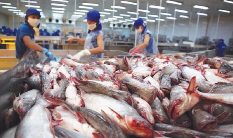 biến động thị trường năm 2022 như lạm phát và chiến sự Nga-Ukraine cũng là cơ hội cho ngành cá tra xuất khẩu Việt Nam.