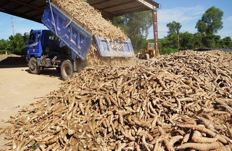 sắn và sản phẩm từ sắn là một trong 3 loại cây trồng xuất khẩu chủ lực, có kim ngạch xuất khẩu cao nhất của Việt Nam và được đưa vào danh sách cây chủ lực quốc gia,1 trong 3 cây xuất khẩu trên 1 tỷ USD kim ngạch,
