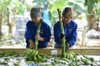 Không minh bạch hóa thông tin, nông sản Việt sẽ bị ‘tuýt còi’