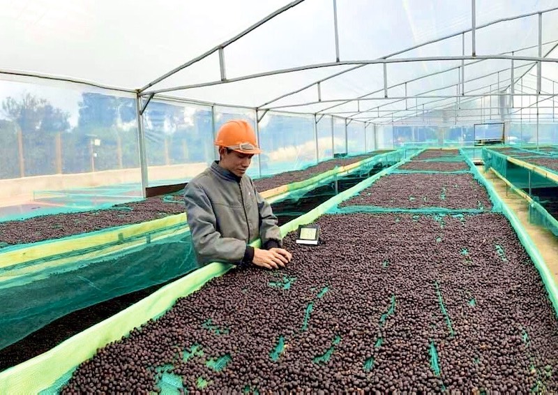 Việt Nam đang là nước xuất khẩu cà phê thứ 2 thế giới. Nhưng trong thương trường không có gì là vĩnh cửu. 