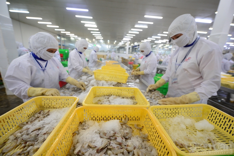 2 tháng đầu năm 2023, xuất khẩu tôm Việt Nam sang Hàn Quốc đạt hơn 46 triệu USD, giảm 25% so với cùng kỳ năm 2022. Ảnh: Quốc Tuấn