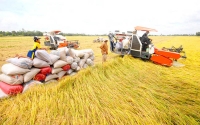 Một triệu héc ta lúa chất lượng cao: Hình mẫu về sản xuất lúa giảm phát thải