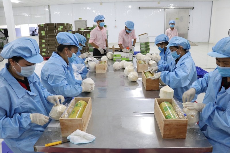 Đàm phán để xuất khẩu dừa tươi sang Hoa Kỳ, thống nhất với Nhật Bản về tem mới đối với mặt hàng Xoài và Thanh long quả tươi của Việt Nam xuất khẩu sang Nhật Bản từ 01/8/2023.