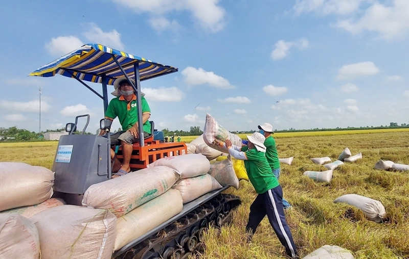Dự kiến năm nay, cả nước sẽ sản xuất được từ 43,2 - 43,4 triệu tấn gạo, tăng 1,8-2% so với năm 2022. 