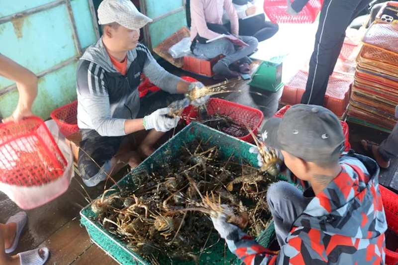Trung Quốc là thị trường lớn nhất của tôm hùm Việt Nam. Hiện, có 46 cơ sở bao gói được xuất khẩu tôm hùm vào thị trường này.