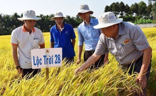 Gạo Việt Nam được vinh danh “Gạo ngon nhất thế giới”: Cơ hội “vươn xa”