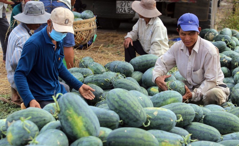 Bộ NN&PTNT Việt Nam và Tổng cục Hải quan Trung Quốc vừa ký kết Nghị định thư về yêu cầu kiểm dịch thực vật đối với quả dưa hấu tươi xuất khẩu từ Việt Nam sang Trung Quốc.