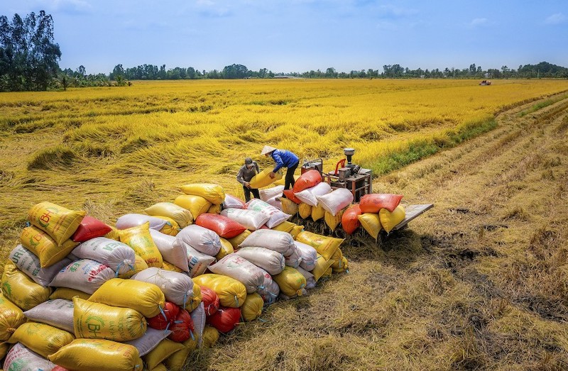 7 doanh nghiệp Việt Nam đã trúng thầu 300.000 tấn gạo xuất khẩu sang thị trường Indonesia trong đợt phát thầu nhập khẩu gạo đầu năm 2024.
