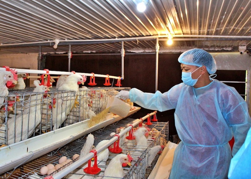 vấn đề xuất khẩu sản phẩm chăn nuôi vào thị trường Trung Quốc nhiều năm qua vẫn còn ì ạch.