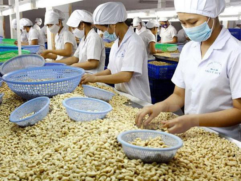 năm 2023, các doanh nghiệp ngành điều Việt Nam nhập khẩu xấp xỉ 3 triệu tấn điều thô, chế biến xuất khẩu trên 600.000 tấn điều nhân.
