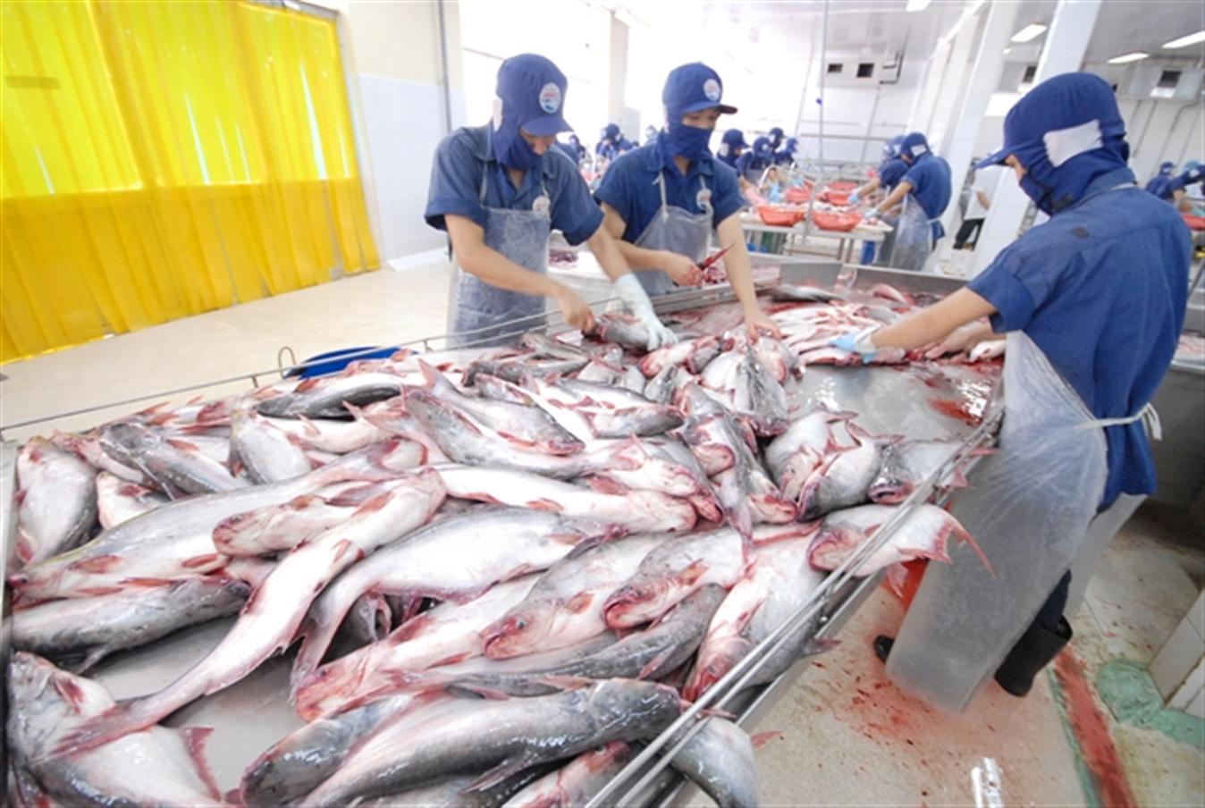 Cơ hội lớn để tăng xuất khẩu cá tra vào Trung Quốc