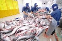 Kỳ vọng tăng xuất khẩu cá tra vào Trung Quốc
