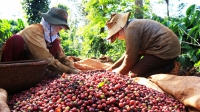 EVFTA: Cơ hội tăng xuất khẩu cho cà phê Việt