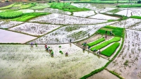 Khó khăn trong cấp nước phục vụ gieo cấy vụ Đông Xuân 2020