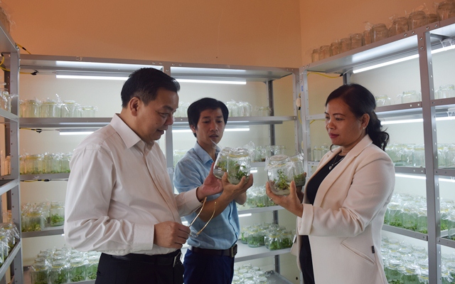 Bộ trưởng Bộ KH&CN Chu Ngọc Anh và đoàn công tác thăm phòng nghiên cứu nhân giống sâm Ngọc Linh tại Trung tâm Quốc gia nghiên cứu và phát triển Sâm Ngọc Linh