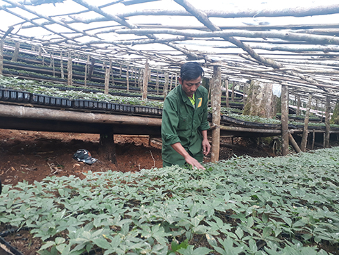 Sâm Ngọc Linh giống được chăm sóc tại vườn ươm của Công ty Cổ phần Sâm Ngọc Linh Kon Tum trên núi Ngọc Linh, thuộc địa phận huyện Tu Mơ Rông