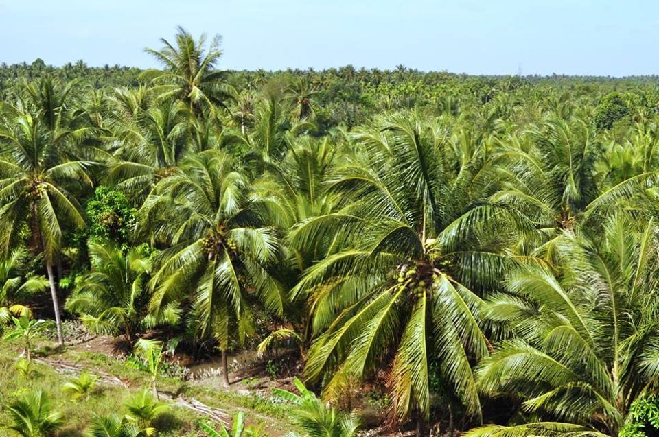 Dừa là một trong những cây trồng thích ứng tốt với biến đổi khí hậu.